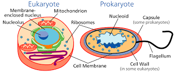 Biodiversity and Cell-biology_1