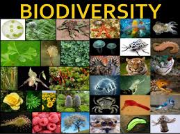 Biodiversity and Cell Biology -2