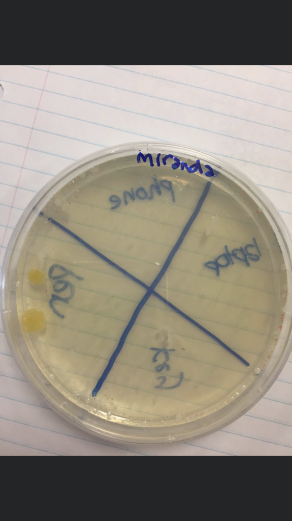Bacteriology,Mycology& Virology